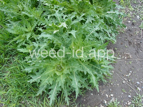 henbane, black